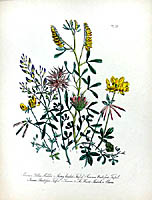 1859 Mrs. Loudon British Wild Flowers