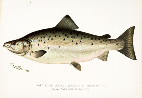 Original Antique Denton Fish Prints For Sale