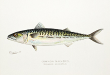 Common Mackerel