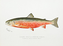1890's Denton Fish  Color Lithographs