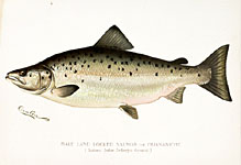 Male Land Locked Salmon