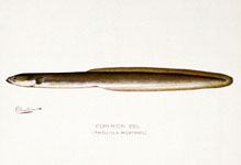 Common Eel