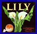 F19: Lily
