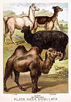 1880 Johnson Chromolitho Mammals