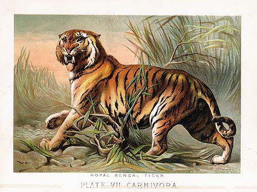 Original Antique 1880 Animal Chromolithograph Prints For Sale