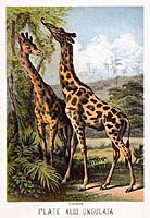 1880 Johnson Colorlithograph  Mammals