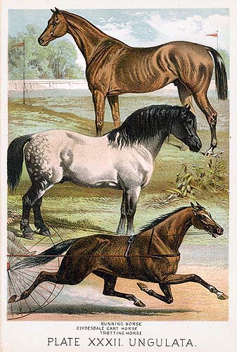 Original Antique 1880 Animal Chromolithograph Prints For Sale