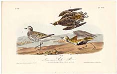 Audubon Birds,  1st Ed. Octavo 1840-44
