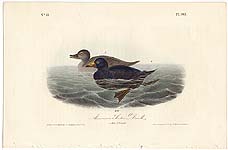 pl. 403: American Scoter Duck