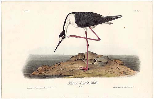 Original Antique Audubon Bird Prints For Sale