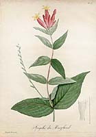 1821 French Botanical Rare 